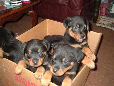 Scroll to the bottom of the list to find the shruggie. . Free rottweiler puppies near me